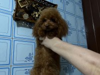 Toy poodle dişi