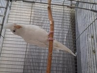 Dişisi Öldüğü İçin Erkek Albino Kırmızı Göz Sultan Papağanı