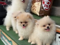 Premium Pomeranian Boo