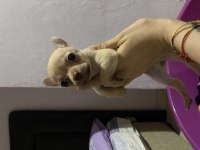 Acil sahiplendiriyorum chihuahua köpeklerimi