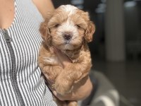Maltipoo Prensesler