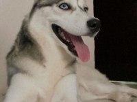 Husky 9 aylık pasaport aşılama tamamlandı