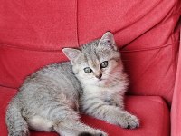 Safkan british yavrularımız