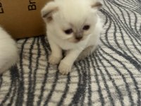 British blue point dişi erkek yavru