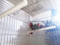 LUTİNO TAŞIYICI PARROTLAR