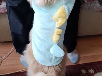 Pomeranian spitz latte kızımıza yuva arıyoruz
