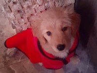 ÇOK ACİL GOLDEN RETRİEVER KIZIMIZA YUVA