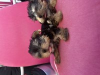 Teacup orjinal yorkshire terrier bebekler