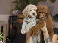 Mükemmel karakterleri ile Labradoodle yavrularımız