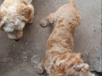 Genç maltipoo dişiler