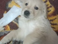 Golden retriever yavru 2 aylık erkek