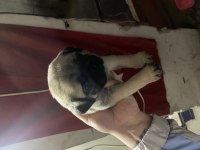 Orjinal safkan pug
