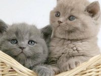 BEKLENEN İLAN AÇILDI A+ FAWN BRITISH SHORTHAIR YAVRULAR