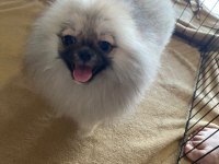 POMERANİAN BEBEKLER