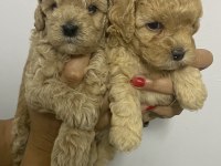 Apricot renk erkek tam toy poodle yavrular