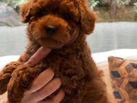 Zekasıyla Büyüleyen Hipoalerjenik 3 Aylık Poodle Yavrusu
