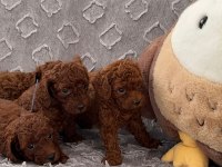 Red Brown Toy Poodle Yavrularımız
