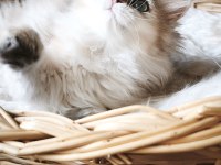 Ny25 dişi british longhair