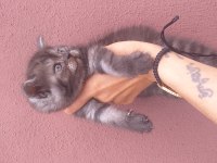 British shorthair