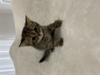 Golden Black british shorthair yavru kedimiz