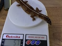 Afridan Fat Tailed Gecko