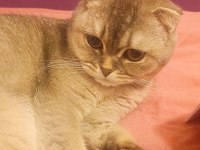 Scottish fold sahibinden 1 yaşındaki kızımız