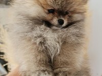 Show kalite pomeranian boo köpeği