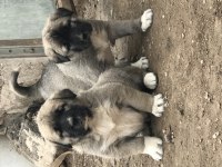 Has kangal yavrular dişi erkek mevcut