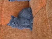 Süper kalite british shorthair yavrular
