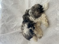 Shih Tzu Şitsu Yavruları A Kalite Gönderim Mevcut