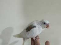 Heawy sultan papağanı yavrular