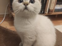 Ücretli sahiplendirme kedimiz