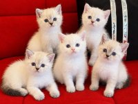 A Kalite British Shorthair Yavrular