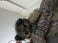 Pomeranian Köpeğimiz