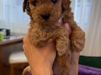 Minicik yavru toy poodle köpekler