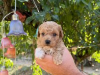 MALTİPOO BABYFACE YAVRULARIMIZ