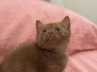 Cinnamon British Shorthair
