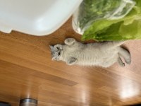 Tatlış pembe burun british shorthair kızım ruby