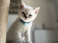 45-50 günlük SCOTTİSH ve BRITISH Shorthair BLUE POINT