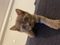 British shorthair kedimiz