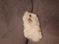 Peruvan ginepig yavrusu