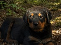 Alman dişi 50 günlük rottweiler