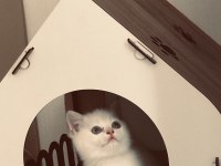 3 AYLIK BRİTİSH KEDİMİZ