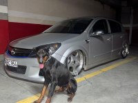 1 yaşında dişi doberman