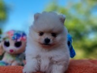 Neşe dolu Şecereli Tedyface Pomeranian Yavrularımız