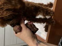 DÜNYANIN EN AKILLI IRKI POODLE EVİNE GİTMEYE HAZIRLAR
