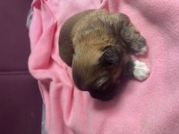 İŞLERİM YOĞUN OLDUĞUM İÇİN PEKİNEZ KÖPEĞİMİ VERİYORUM