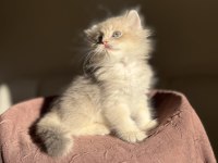 Nadir Renk Blue Golden Ay11 British Longhair