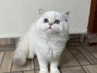 Muhteşem yakışıklı british longhair oğlum