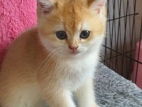 Scottish Straight Golden Dişi NY12 Yavrular